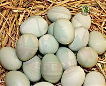Яйцо мускусной утки