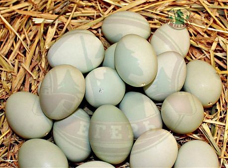 Яйцо дикой утки кряковой